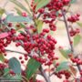 Chokeberry – Brilliant Red – #3 Container